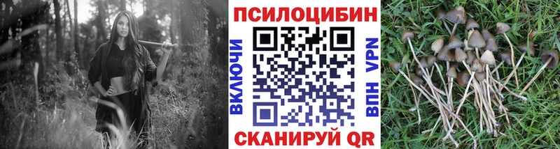цена наркотик  Куйбышев  omg вход  Псилоцибиновые грибы Psilocybine cubensis 